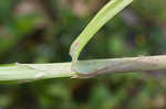 Awlfruit sedge